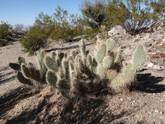 Opuntia diploursina