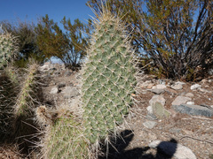 Opuntia diploursina