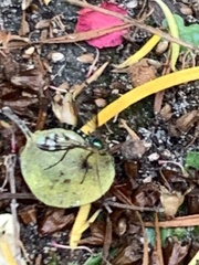 Heteropsilopus ingenuus