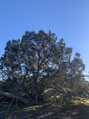 Juniperus californica