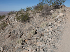 Opuntia diploursina