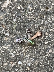 Heteropsilopus ingenuus