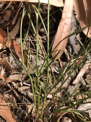 Brachyscome paludicola