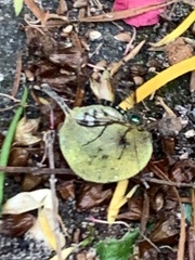 Heteropsilopus ingenuus