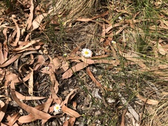 Brachyscome paludicola