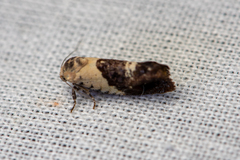 Hypertropha chlaenota