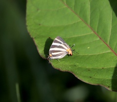 Panthiades bathildis