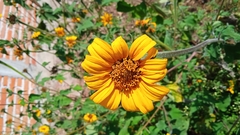 Tithonia