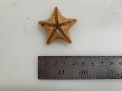 Ctenodiscus crispatus