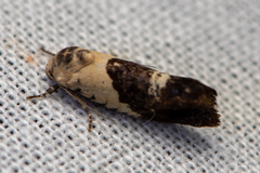 Hypertropha chlaenota