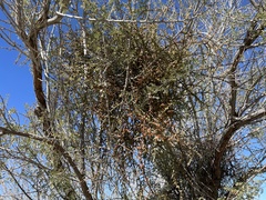 Phoradendron californicum