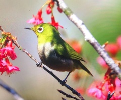 Zosterops simplex simplex