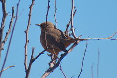 Toxostoma bendirei