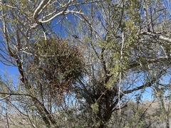 Phoradendron californicum