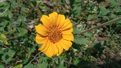 Tithonia