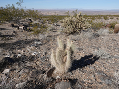 Opuntia diploursina