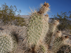 Opuntia diploursina