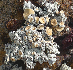 Rhizoplaca chrysoleuca