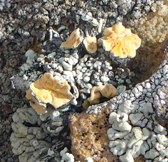 Rhizoplaca chrysoleuca