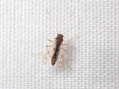 Polypedilum nubiferum