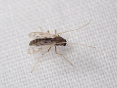 Polypedilum nubiferum