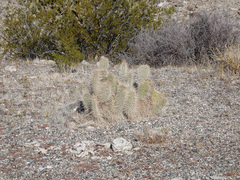 Opuntia diploursina