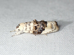 Piloprepes antidoxa