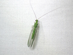 Mallada tripunctatus