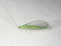 Mallada tripunctatus