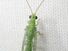 Mallada tripunctatus