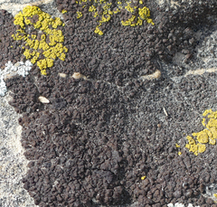 Montanelia disjuncta