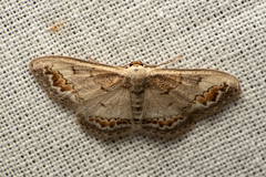 Dithalama cosmospila