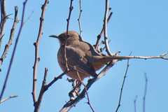 Toxostoma bendirei