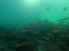 Mulloidichthys dentatus