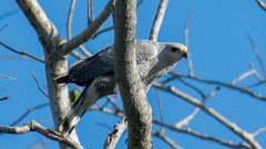 Buteo nitidus