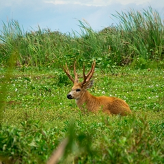 Blastocerus dichotomus