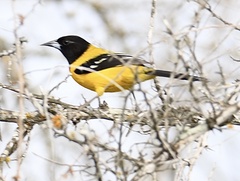 Icterus graduacauda