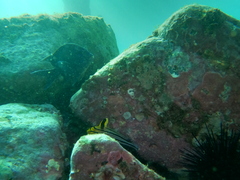 Pareques fuscovittatus