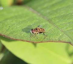 Palpada vinetorum