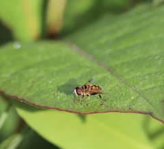 Palpada vinetorum