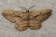 Scioglyptis loxographa