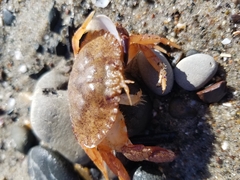 Metacarcinus anthonyi