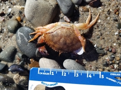 Metacarcinus anthonyi