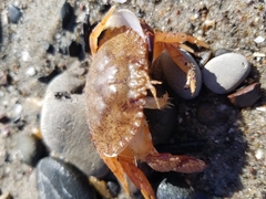 Metacarcinus anthonyi