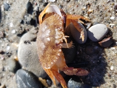 Metacarcinus anthonyi