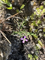 Sibara filifolia