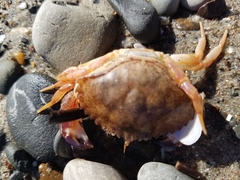 Metacarcinus anthonyi