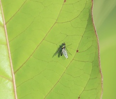 Condylostylus longicornis