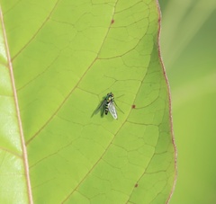 Condylostylus longicornis