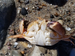 Metacarcinus anthonyi